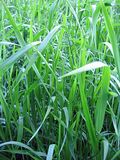 31xIMG_2343_2006-06-09_072104.jpg