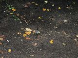 312006-08-06_181951a.jpg