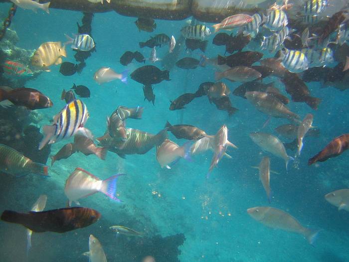 Картинка 58 из 64000